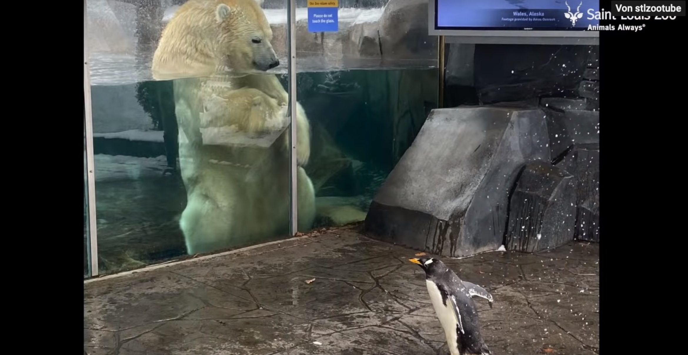 Auch diese Pinguine haben das Spazierengehen nun für sich entdeckt