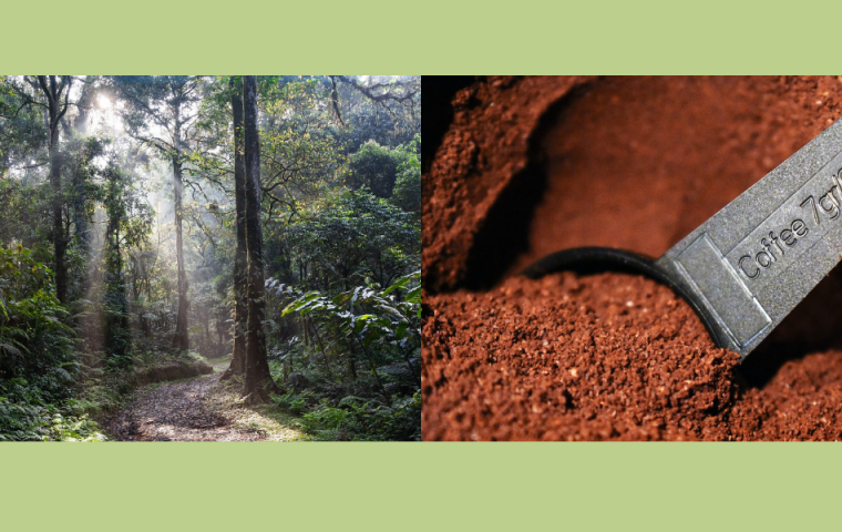 Wie ihr mit eurem Kaffeekonsum die Wälder in Costa Rica schützen könnt