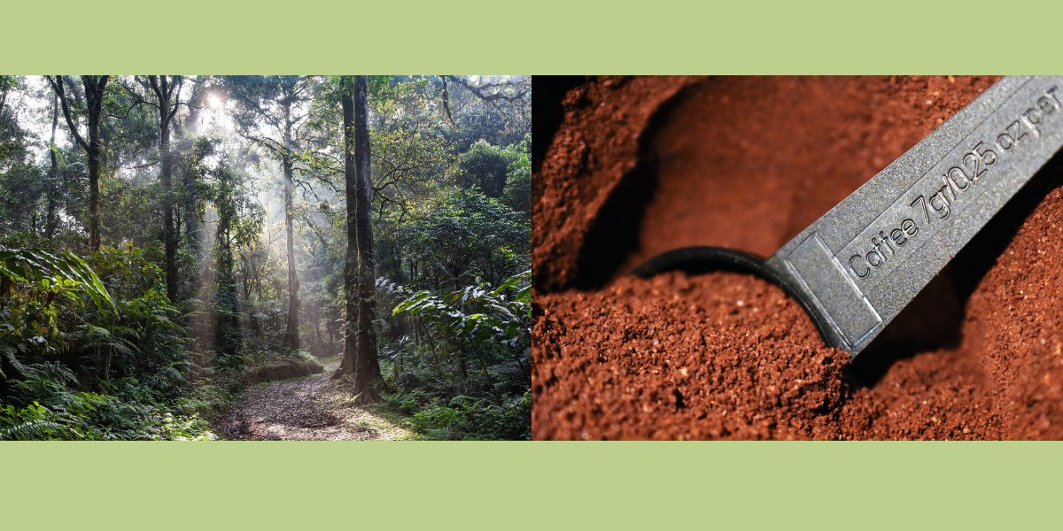 Wie ihr mit eurem Kaffeekonsum die Wälder in Costa Rica schützen könnt