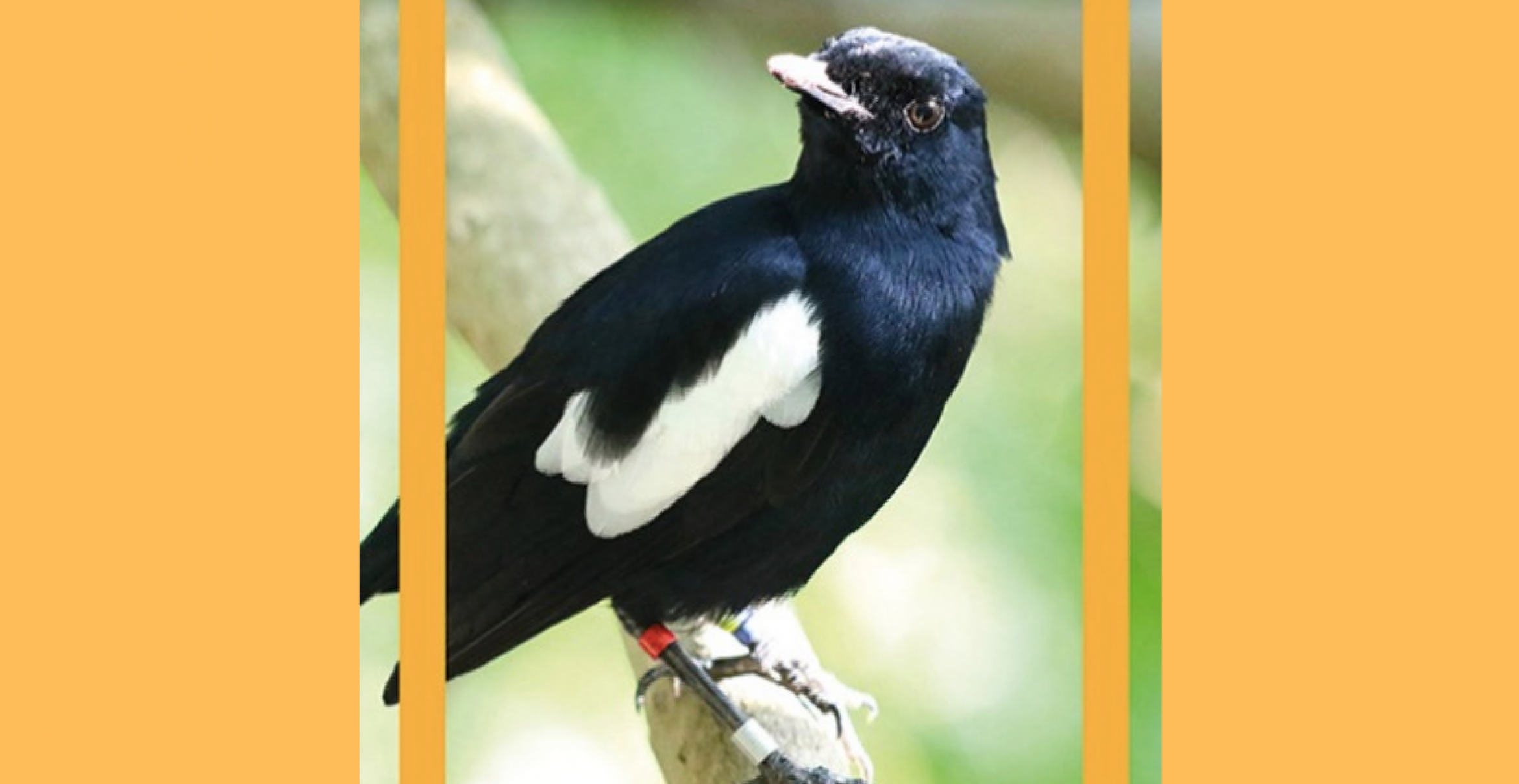 Naturschutz: Diese Vogelart soll mit NFTs gerettet werden