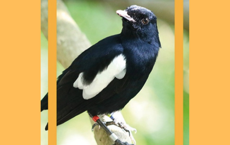 Naturschutz: Diese Vogelart soll mit NFTs gerettet werden