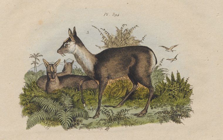 Was Parfum mit diesem Tier zu tun hat(te)