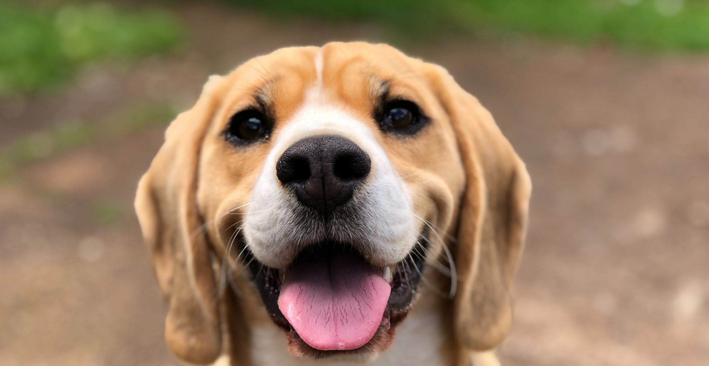 Das Startup Patzo ist das Tinder für Hunde: Wir haben die App getestet