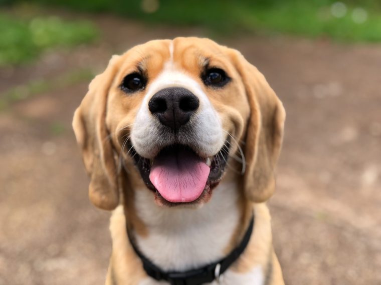 Das Startup Patzo ist das Tinder für Hunde: Wir haben die App getestet