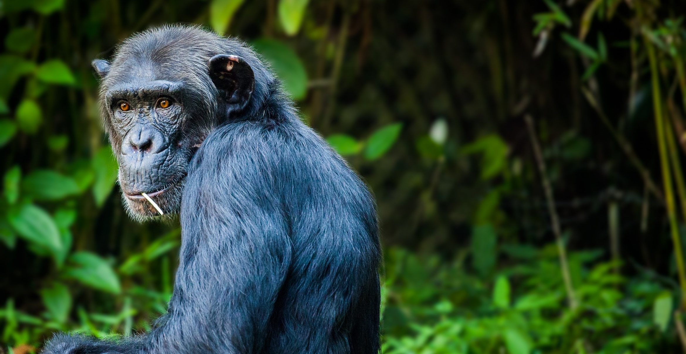 In Florida wurden Kunstwerke von Schimpansen als NFTs versteigert