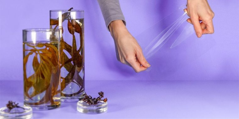 Plastik aus Seealgen: Startup will CO2-negative Verpackung schaffen