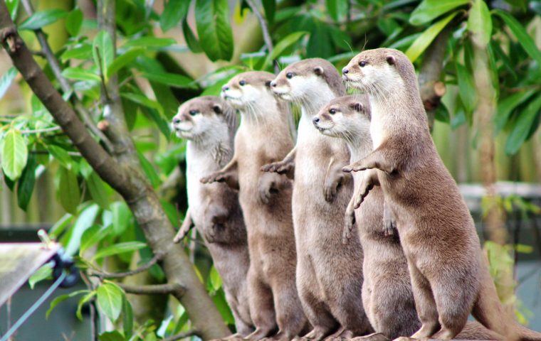 Good News des Tages: Fischotter kehren nach Berlin zurück