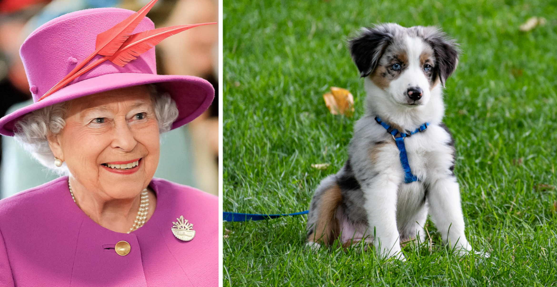 Merchandise der Queen: Ketchup, Hundeparfüm und bald Royal-Tea?