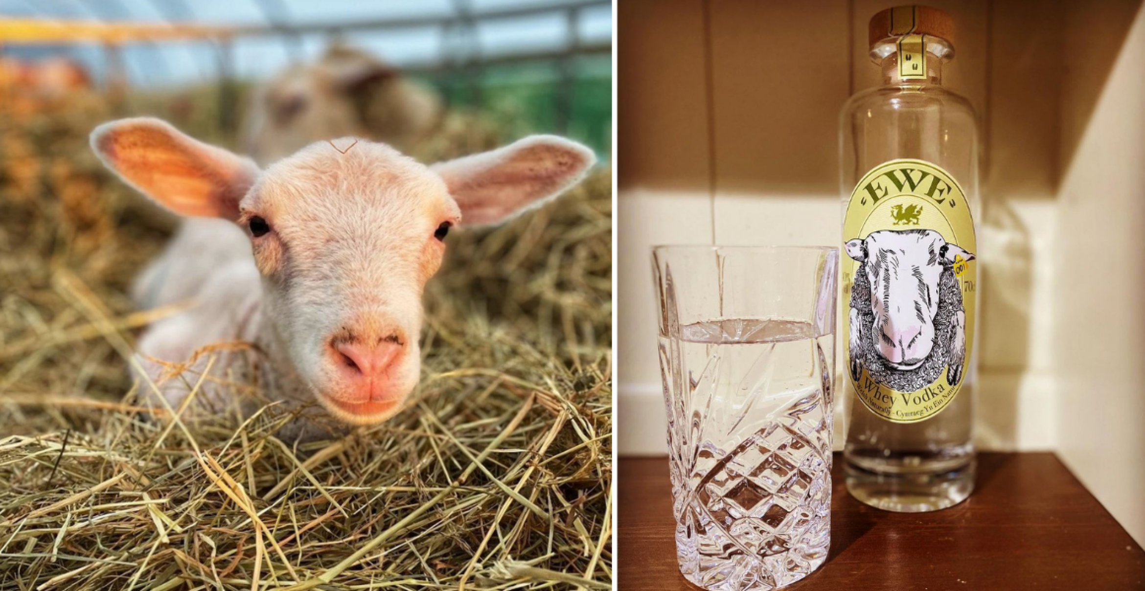 Für effizientes Recycling: Farmer entwickelt Vodka aus Schafsmilch