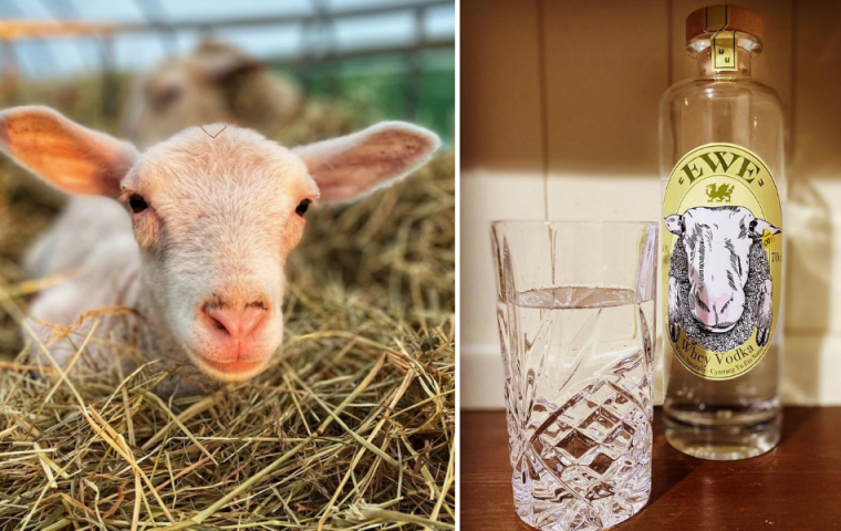 Für effizientes Recycling: Farmer entwickelt Vodka aus Schafsmilch