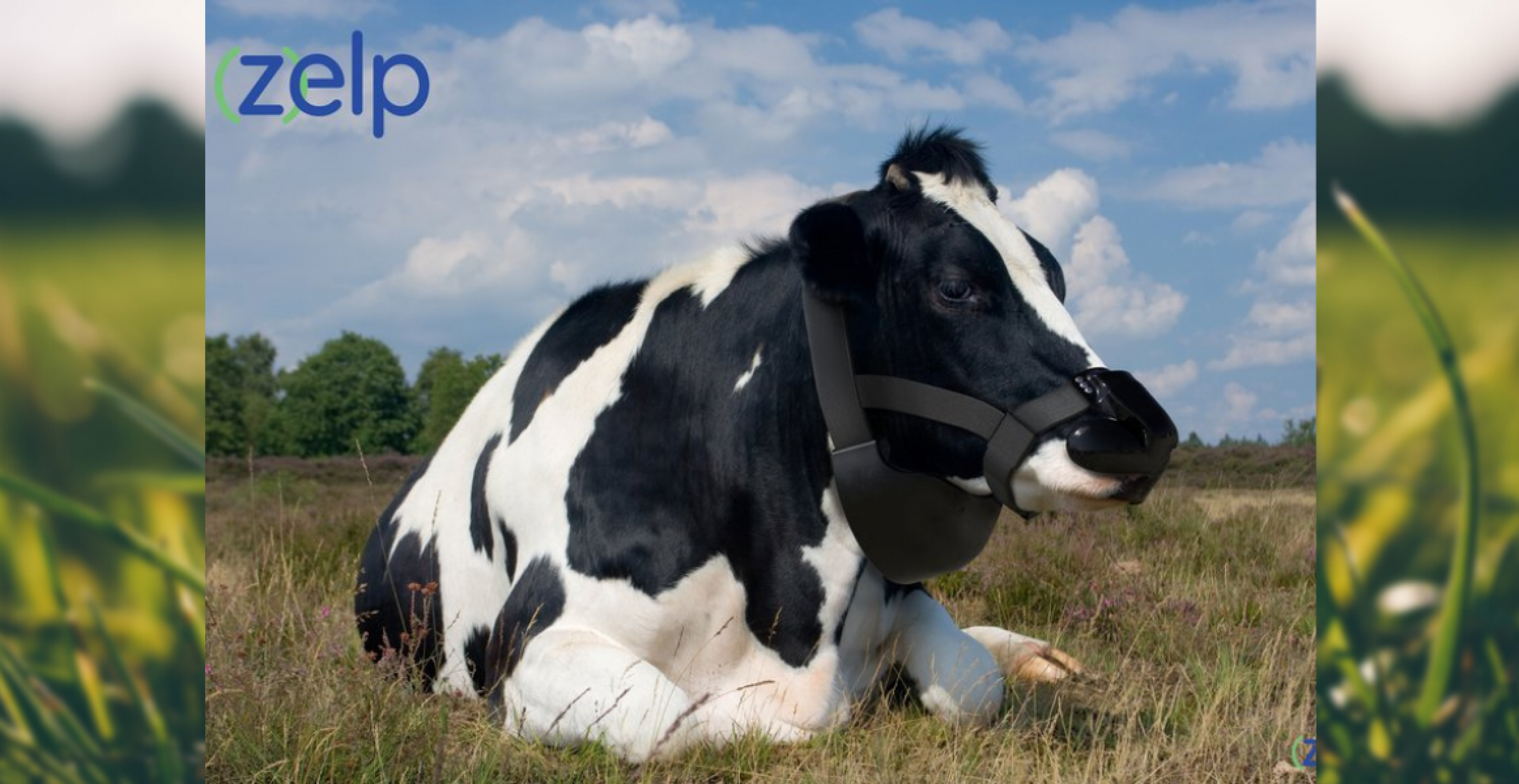 Startup entwickelt Maske für Kühe, die Methanausstöße neutralisiert