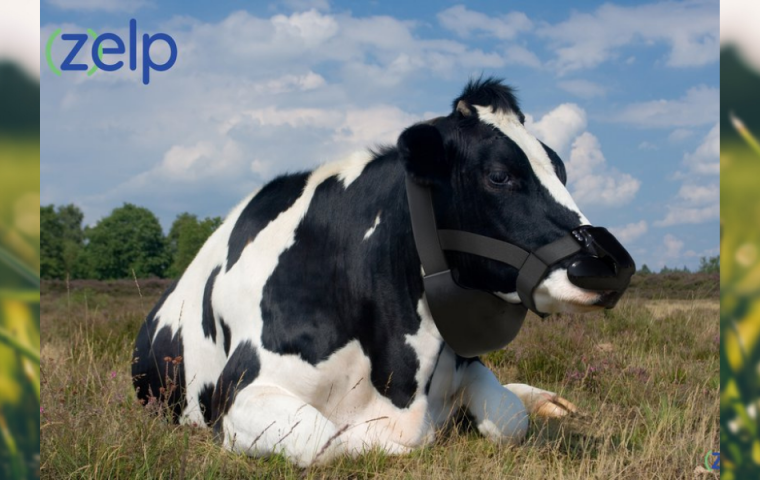 Startup entwickelt Maske für Kühe, die Methanausstöße neutralisiert