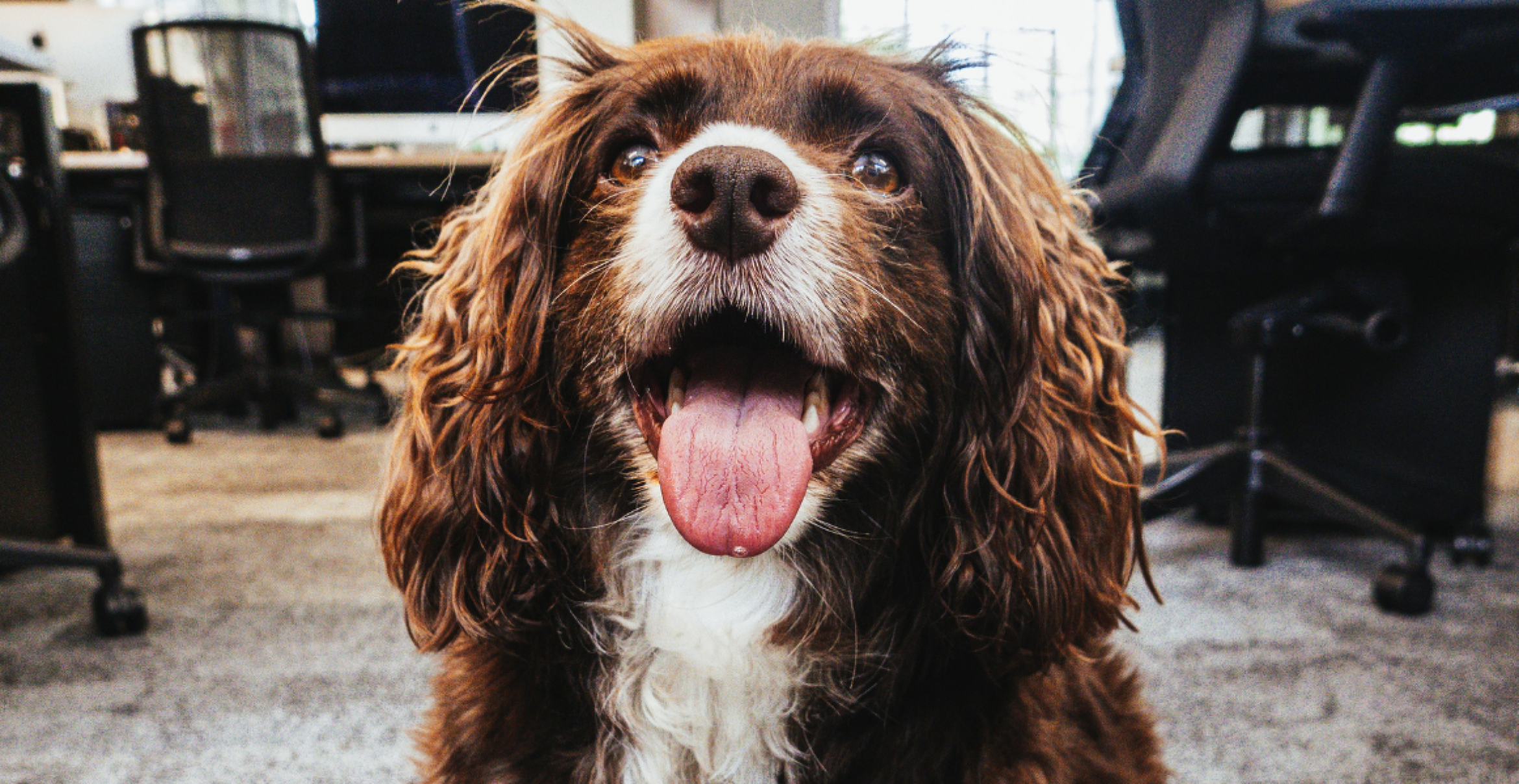 Heute ist internationaler Bürohundetag – Kommt euer Hund mit ins Büro?