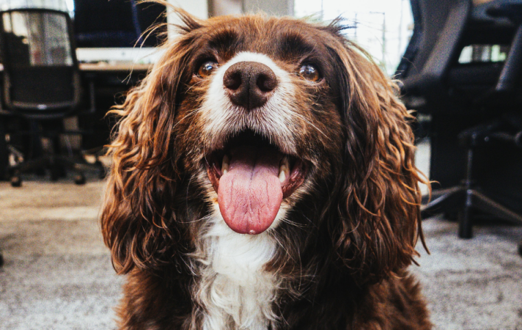 Heute ist internationaler Bürohundetag – Kommt euer Hund mit ins Büro?