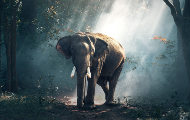 Was wir von Elefanten für unsere Stressbewältigung lernen können