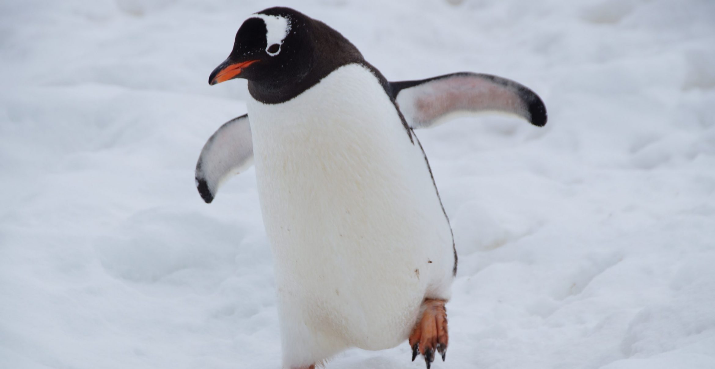 Job des Tages: Pinguine zählen in der Antarktis