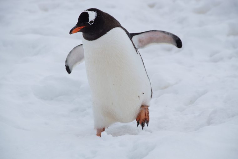 Job des Tages: Pinguine zählen in der Antarktis