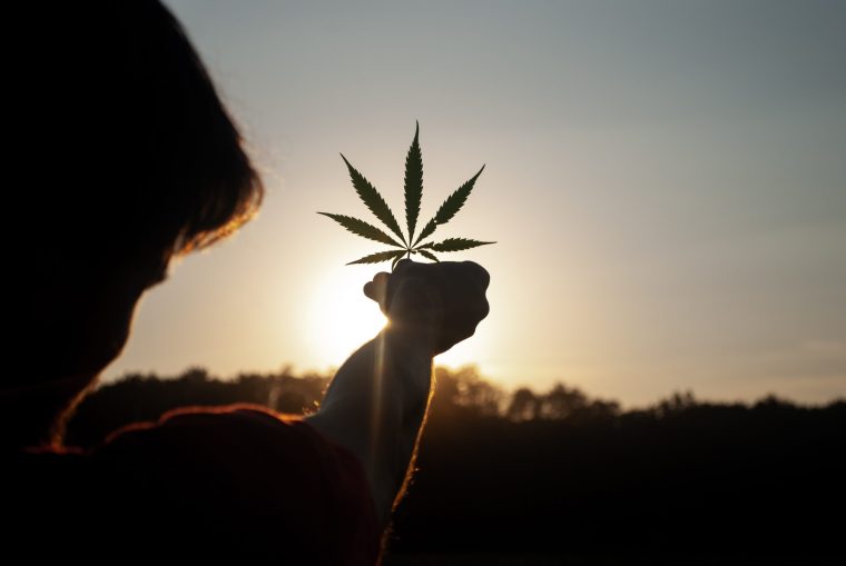 Legalisierung Light: Social-Clubs sollen Deutschland mit Gras versorgen