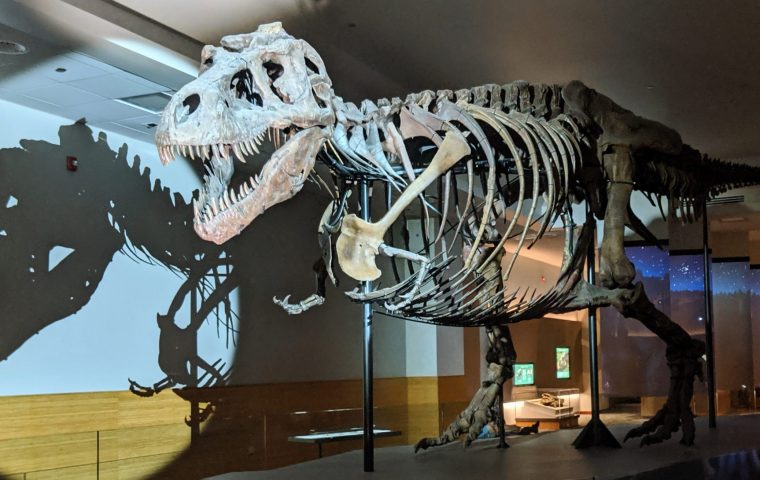 Deko für Reiche: Skelett von einem 67 Mio. Jahre alten T-Rex wird versteigert