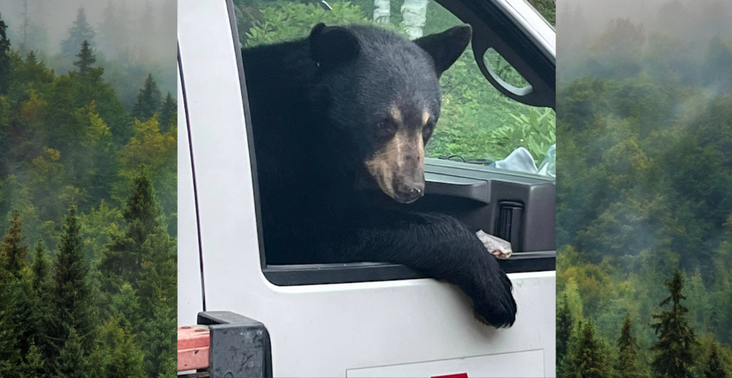 Tierisch frech: Dieser Bär bedient sich am Lunch eines Mitarbeiters