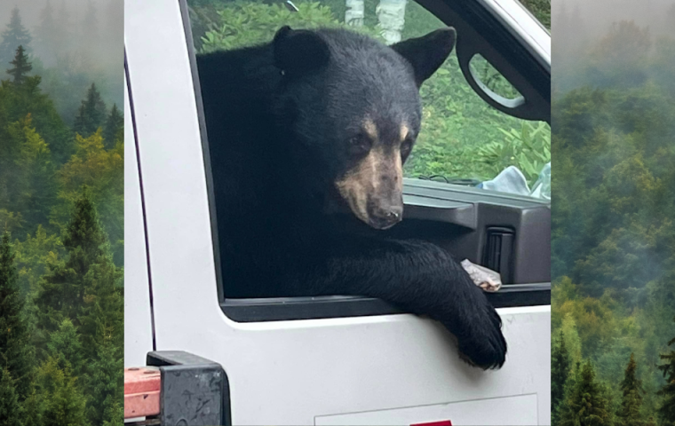 Tierisch frech: Dieser Bär bedient sich am Lunch eines Mitarbeiters