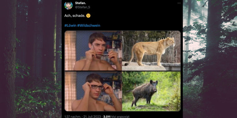 Nur halb so wild: 10 enttäuschte Reaktionen zur Löwensuche