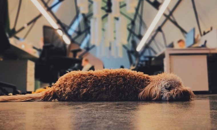 Stresskiller auf vier Pfoten – 5 Fakten, wieso Hunde im Büro die Arbeitswelt bereichern 