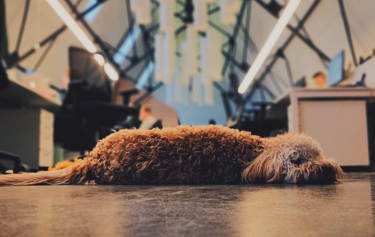 Stresskiller auf vier Pfoten – 5 Fakten, wieso Hunde im Büro die Arbeitswelt bereichern 