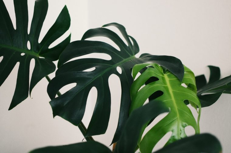 Urban Jungle – Wie nachhaltig sind eigentlich unsere geliebten Zimmerpflanzen?