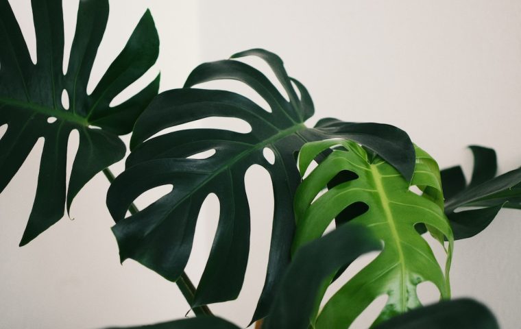 Urban Jungle – Wie nachhaltig sind eigentlich unsere geliebten Zimmerpflanzen?