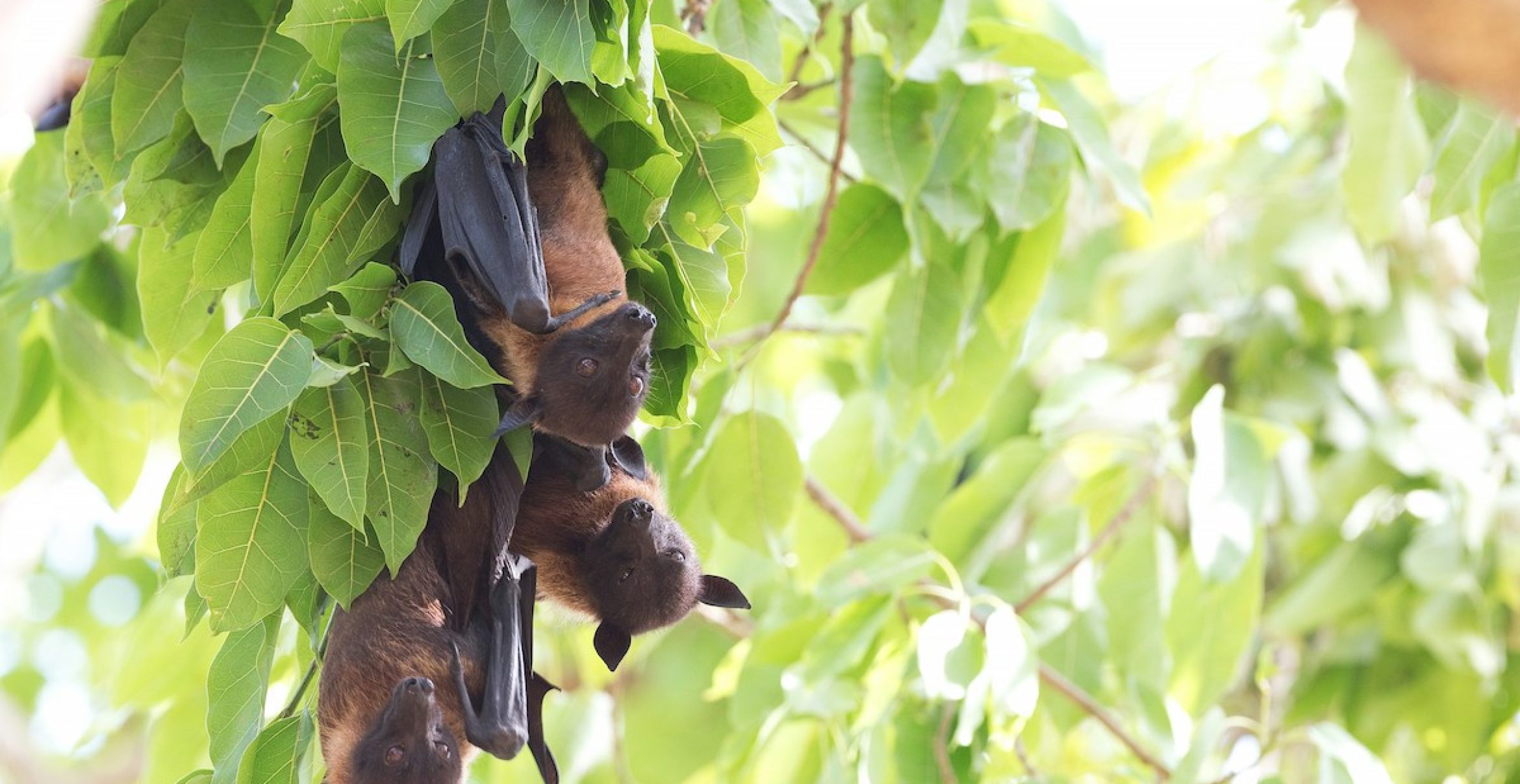Fledermaus-Tag: 5 faszinierende Fakten über Fledermäuse
