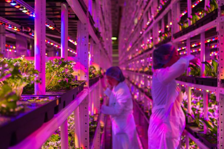 vGreens – Deutsches Vertical Farming Startup unter den Top 500 FoodTech Unternehmen weltweit 