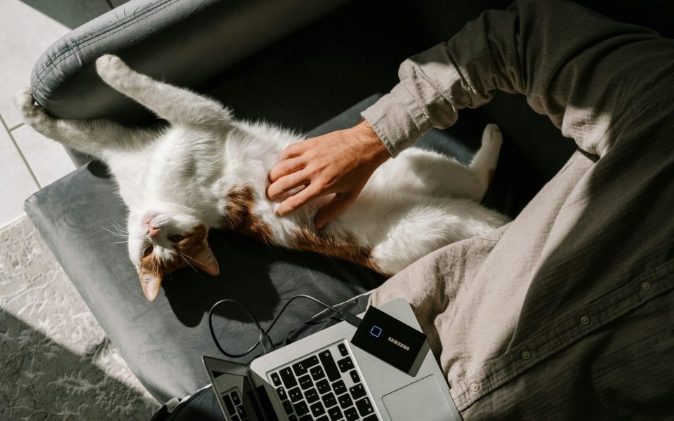 Katze