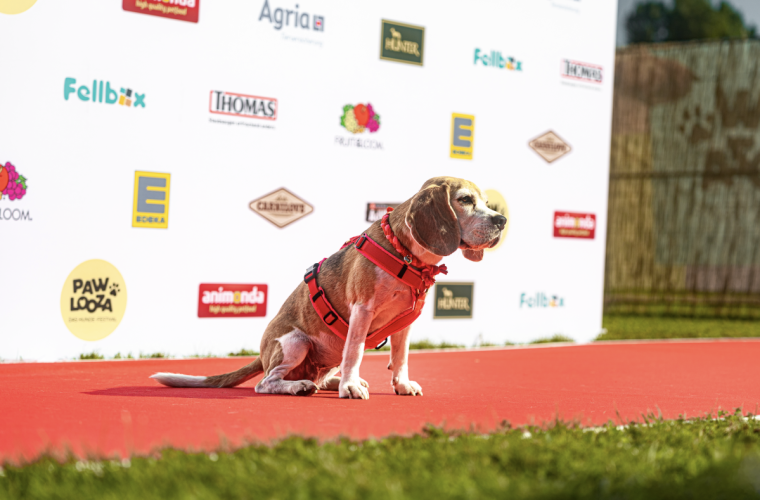 PAWLOOZA 2024 – Tierische Eskalation