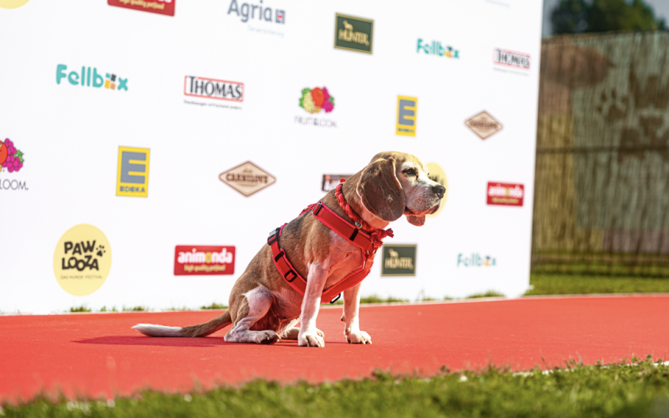 PAWLOOZA 2024