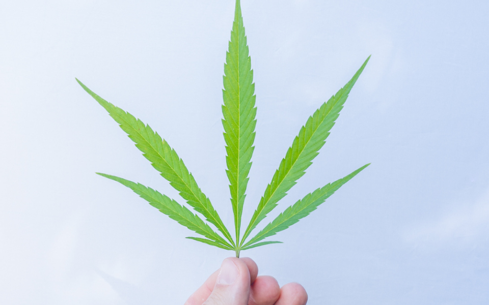 Vertiefte Analyse der Verbrauchereinstellungen zur Cannabis-Legalisierung in Deutschland 