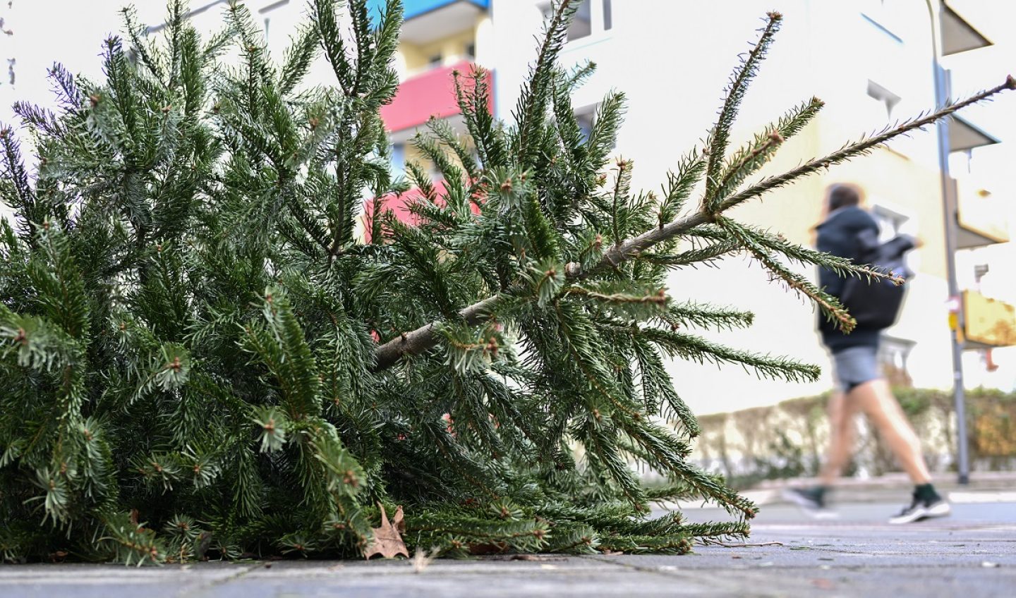Wohin mit dem Tannenbaum nach den Feiertagen?