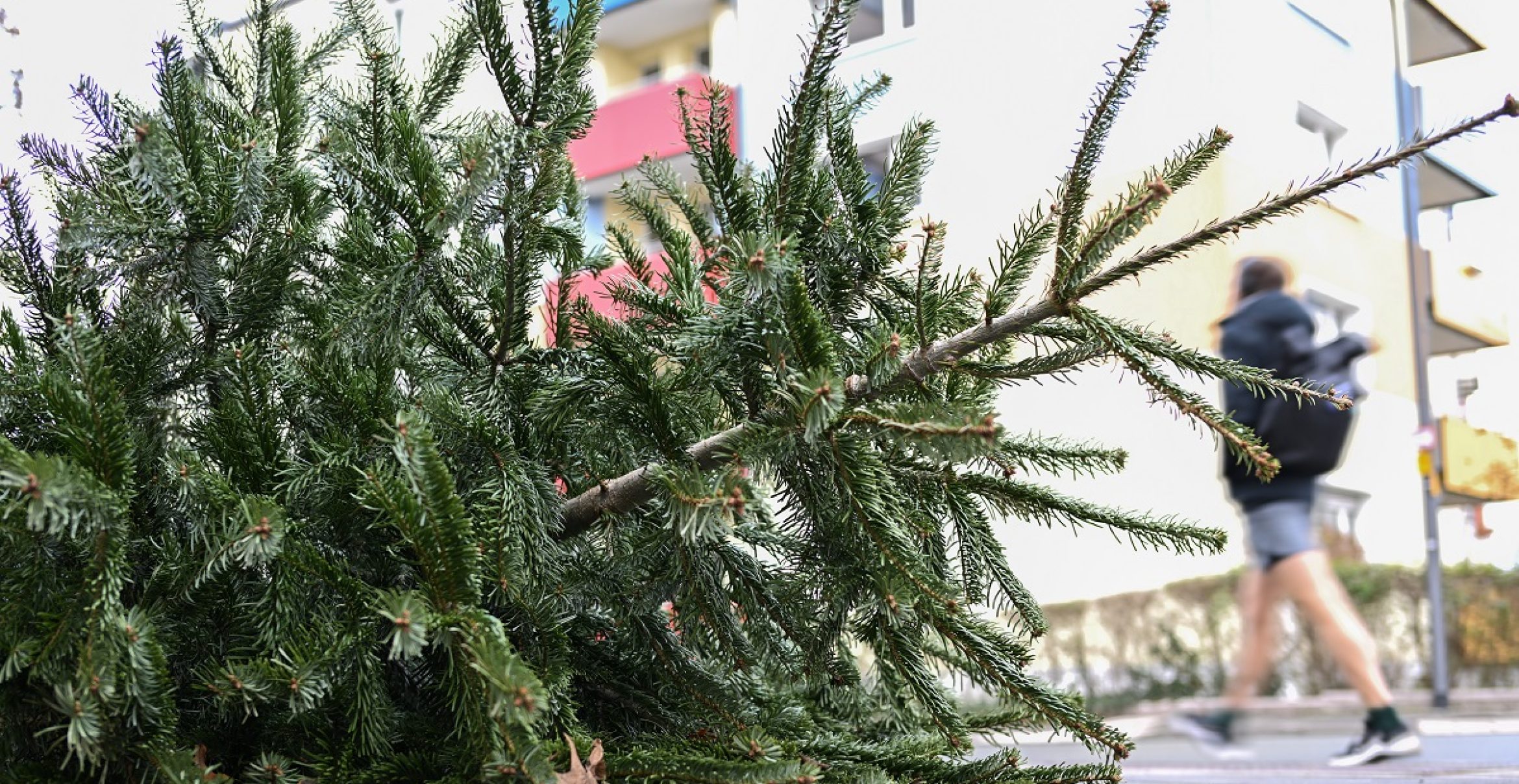 Wohin mit dem Tannenbaum nach den Feiertagen?