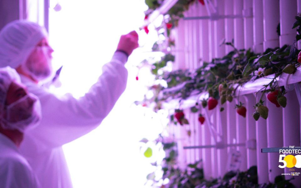 Vertical, Smart, Global – vGreens mischt die FoodTech-Welt auf