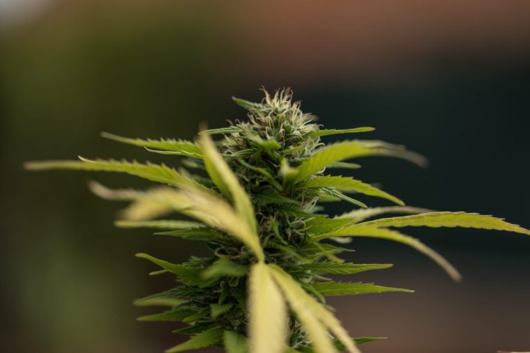 High Society: Wie Deutschland zum Land der Home-Grower wird