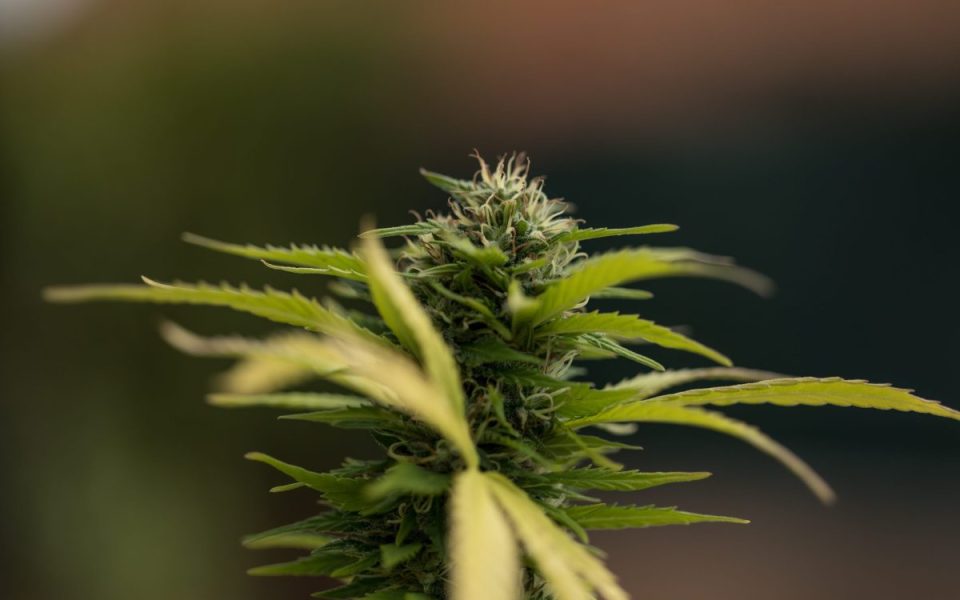 High Society: Wie Deutschland zum Land der Home-Grower wird