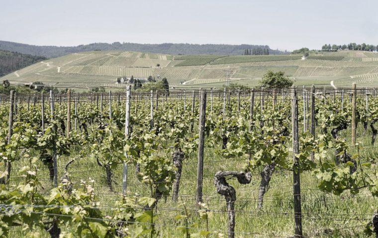Rebellin der Reben: Wie Eva Fricke den Rheingau auf links dreht
