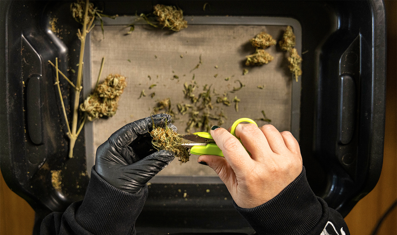 Der Do-it-yourself-Cannabis-Anbau boomt