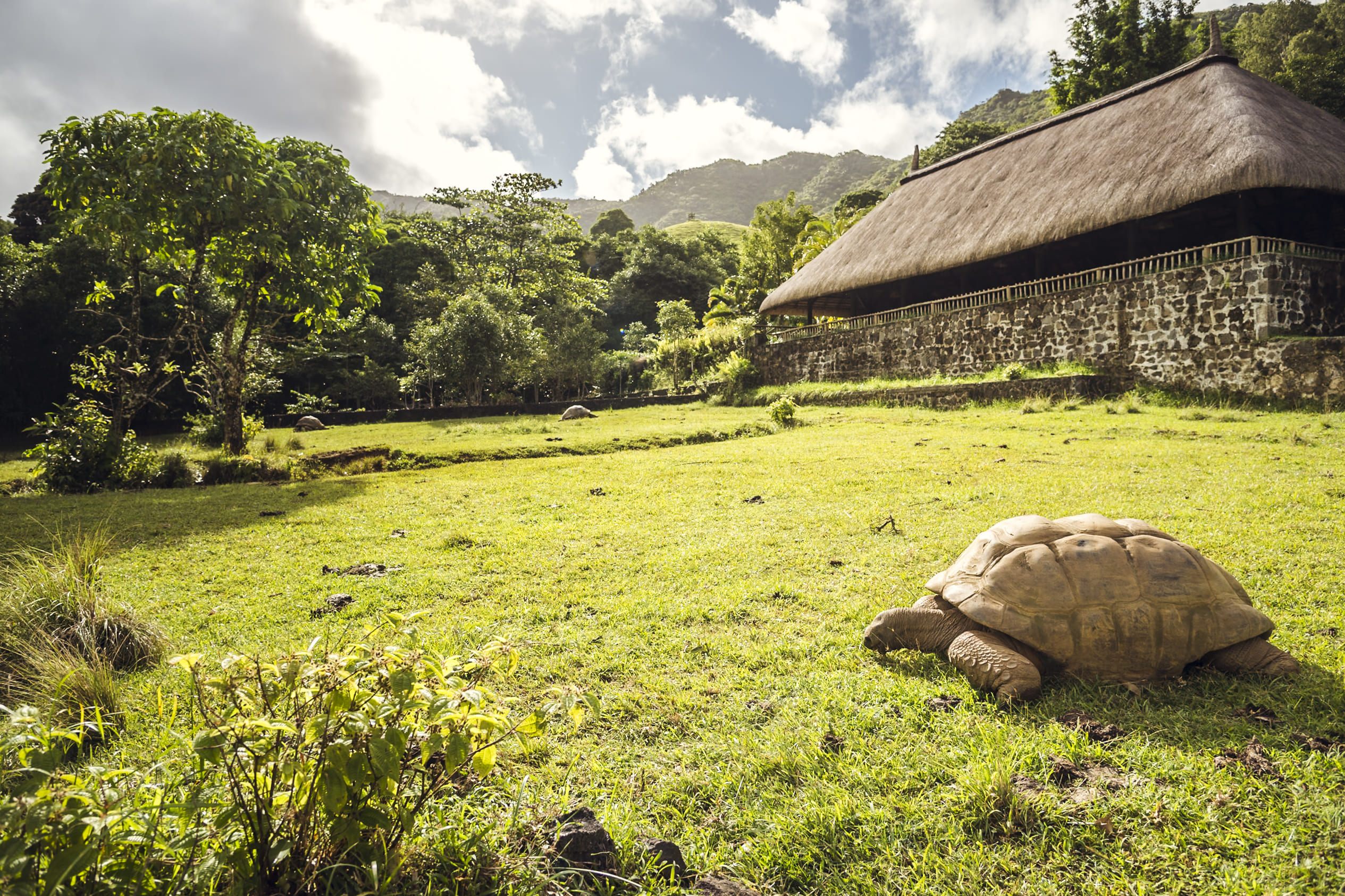 Mit 60 praktisch ein Teenager – Aldabra-Schildkröten schaffen 250 Jahre. Diese hier wird noch erleben, wie KI den Menschen erklärt, dass langsam überlegen ist. 