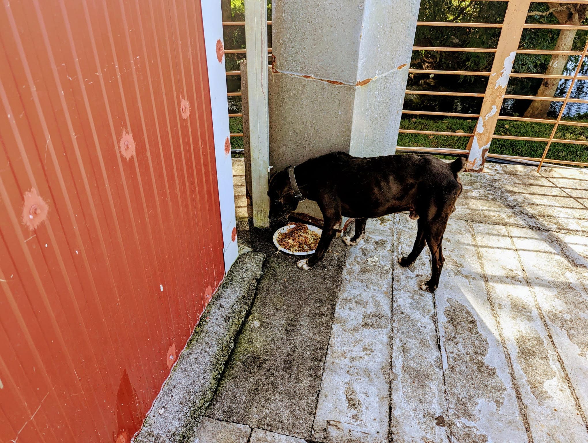Während andere Mindfulness-Retreats buchen, lebt dieser Straßenhund das Original. Spaghetti Bolo. Punkt.