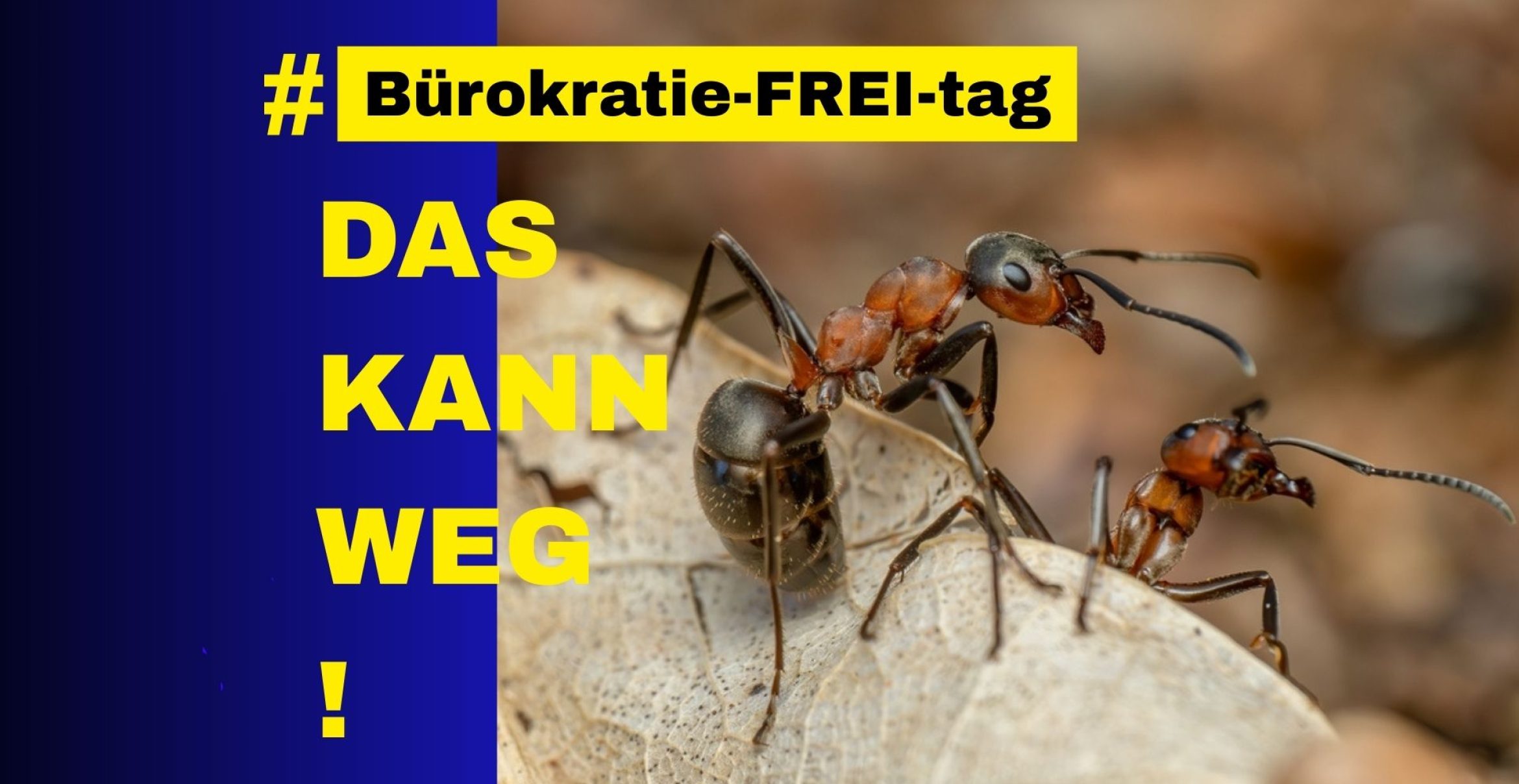 Daseinsvorsorge für Ameisen: Berlin verschiebt mit Rücksicht auf Insekten größtes Wohnungsbauvorhaben um ein Jahr