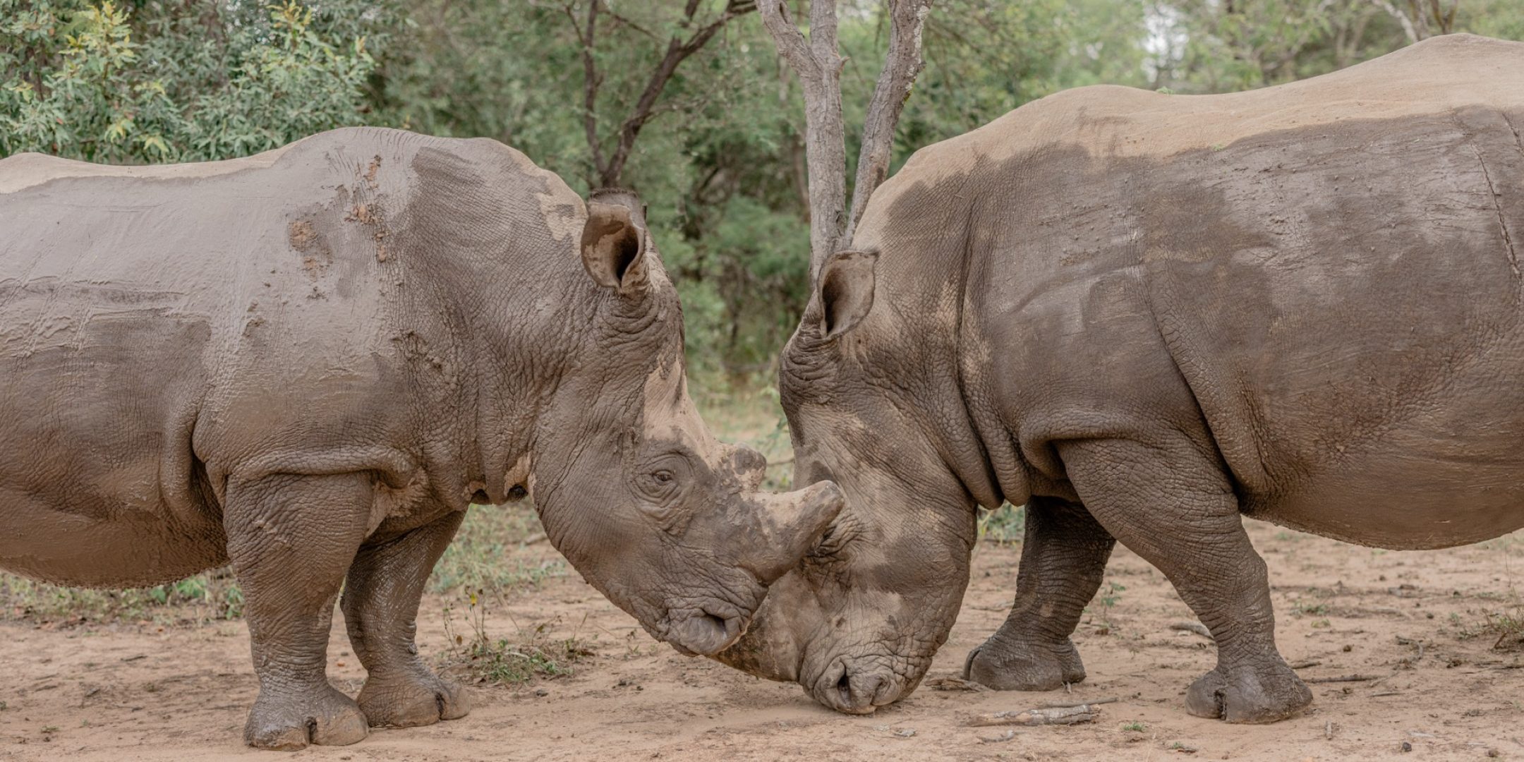 Rhino Revolution: Artenschutz ohne Romantik