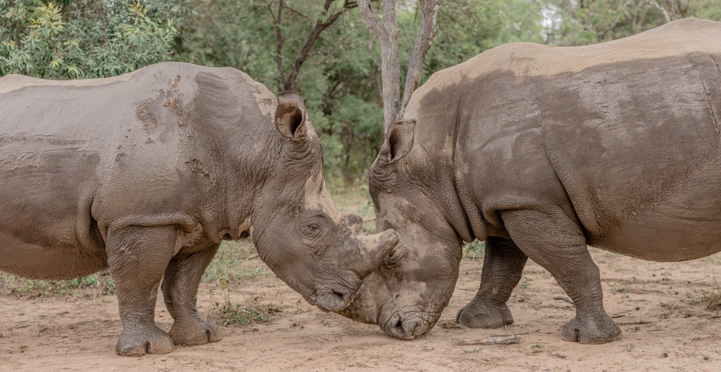 Rhino Revolution: Artenschutz ohne Romantik