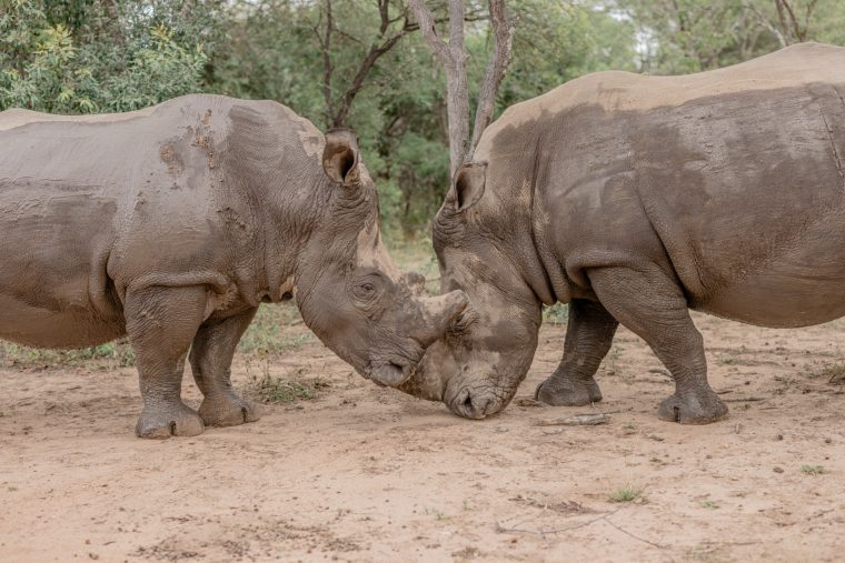 Rhino Revolution: Artenschutz ohne Romantik