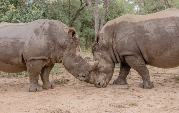 Rhino Revolution: Artenschutz ohne Romantik